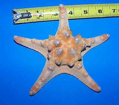 1 KNOBBY Natural Mud Starfish SEASHELL Crafts Display decor 5
