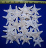 24 White Bleached Knobby Starfish Shell Craft Wedding Display 2"+ Item # Wk2-24