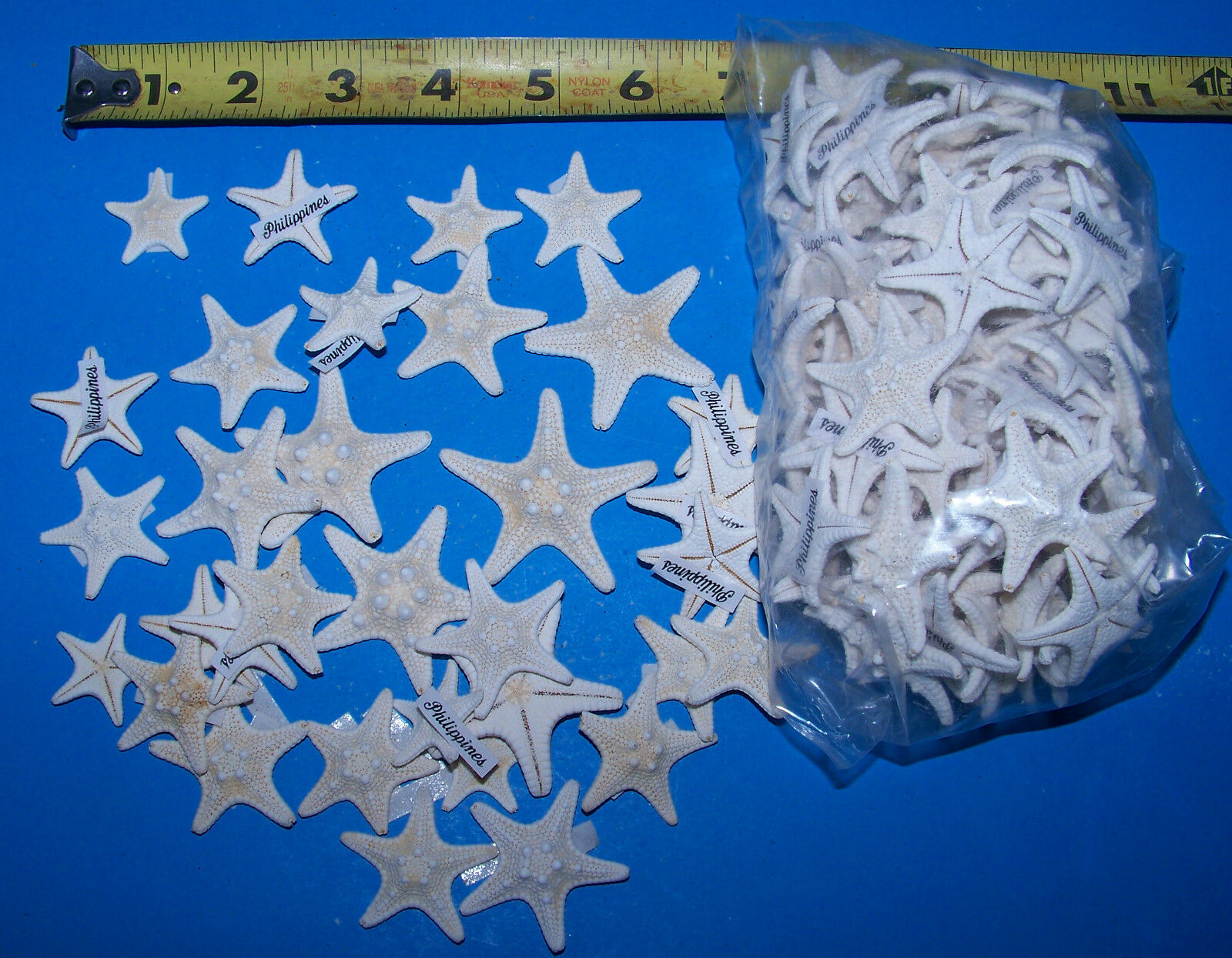 20 White Bleached Real Knobby Starfish Seashells 1"+ Wedding Craft Decor