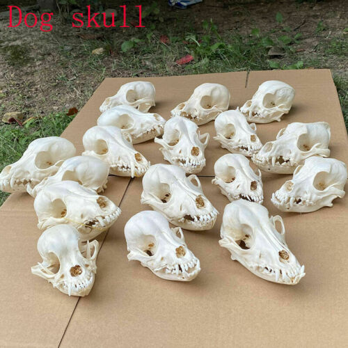 2pcs Real Animal Skull Specimen Collectibles Study Unusual Halloween