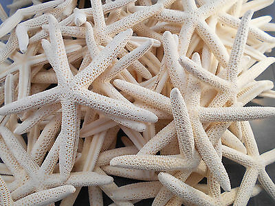 12 White Pencil (finger) Starfish 3-4"  Beach Wedding Nautical Decor A1 Quality.