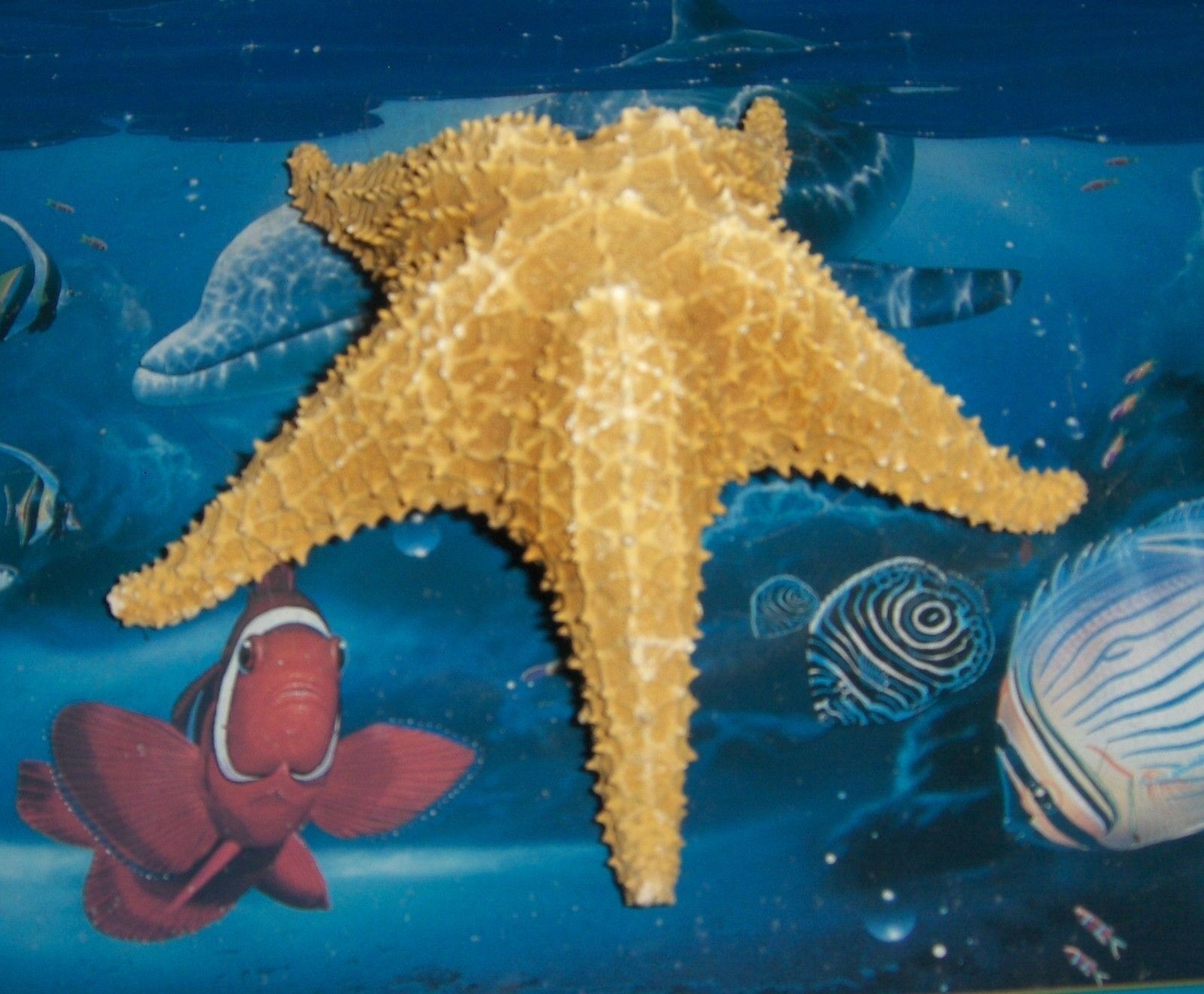 7" Caribbean Starfish Sea Shell Beach Decor Nautical Tropical Reef Crafts