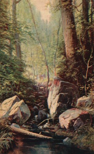 Vintage Postcard 1909 Rocky Mountain Forest Trees Inland Water