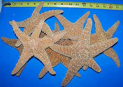 Extra Large Real Sugar Starfish 8