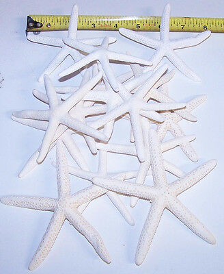 12 White Finger Starfish 1 Dozen Size 4"- 5" Beach Wedding Nautical Decor