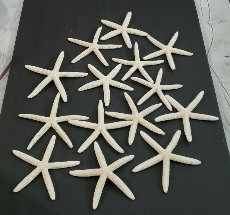 White Finger Starfish 6
