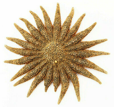Beautiful Brown Multileg "sunflower" Starfish 4-6" Beach Crafts Ocean Art Decor