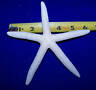 3 Large White Finger Starfish Star Fish Seashell 6" Craft Wedding Decor