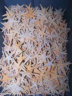 Lot 50+ Tan Starfish 1 1/2" + & - Star Fish Craft Seashells Item # Tsf1.5-50
